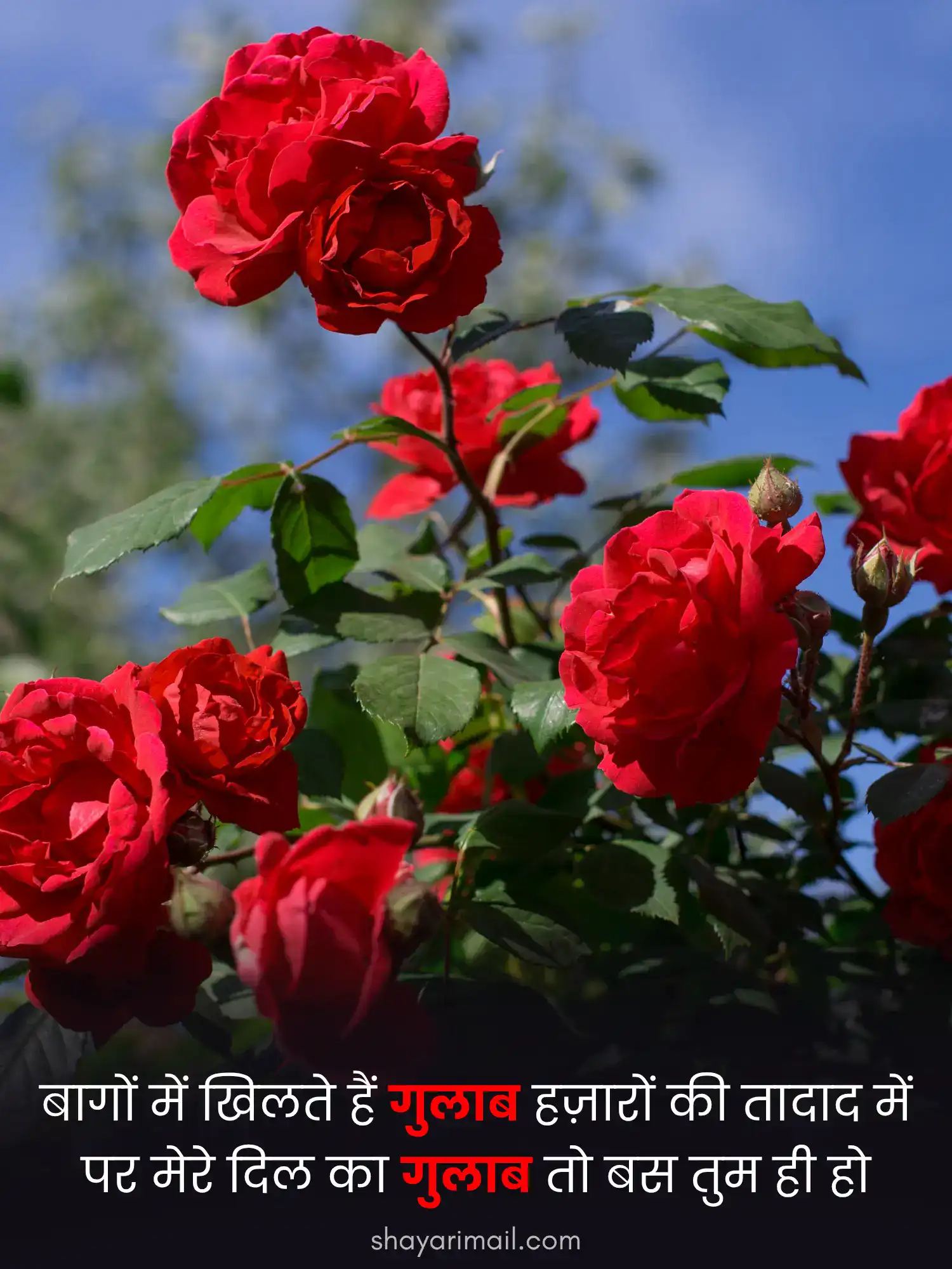 Rose Shayari 2 Line in Hindi