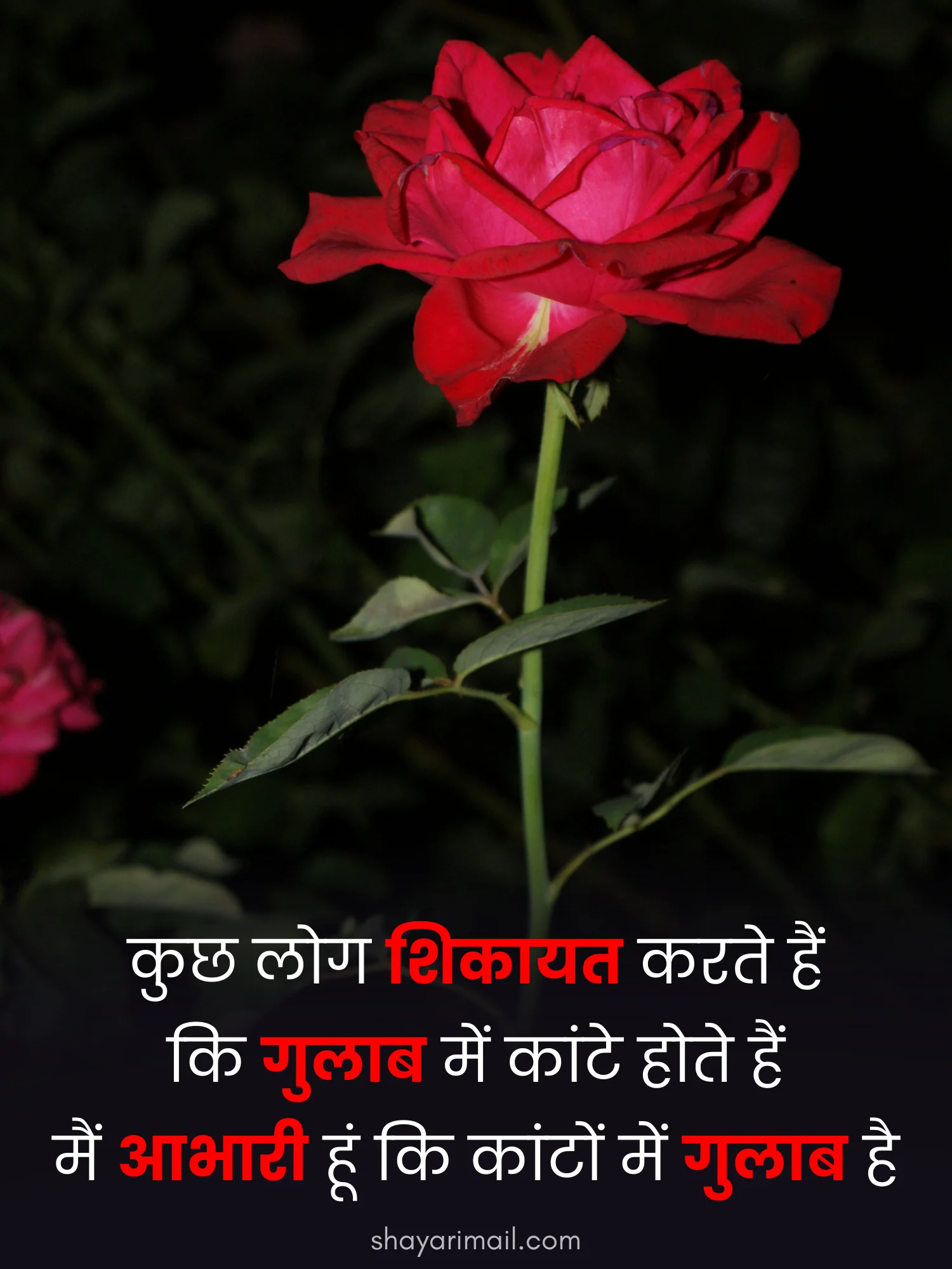 गुलाब पर शायरी फोटो